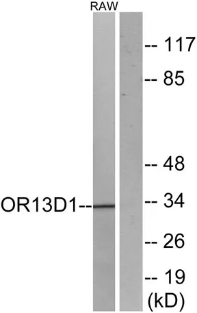 Olfactory receptor 13D1 rabbit pAb - image 1