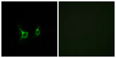 GPR43 rabbit pAb - image 1