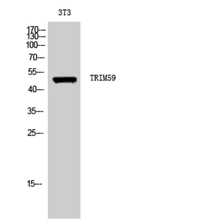 TRIM59 rabbit pAb