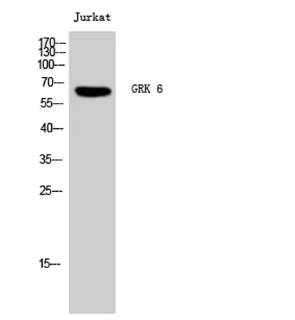 GRK 6 rabbit pAb