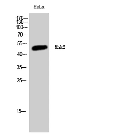 Mnk2 rabbit pAb - image 1