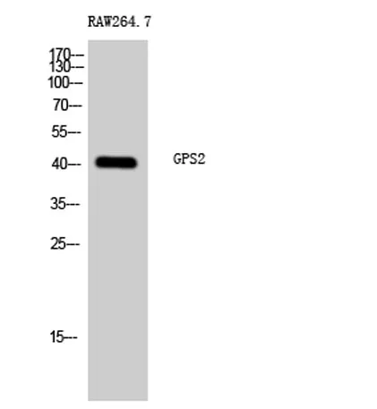 GPS2 rabbit pAb - image 1