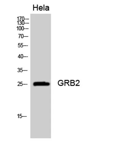 GRB2 rabbit pAb - image 1