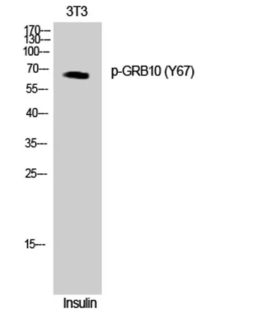 GRB10 (phospho Tyr67) rabbit pAb - image 1
