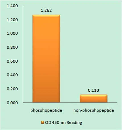 GluR-1 (phospho Ser863) rabbit pAb - image 1
