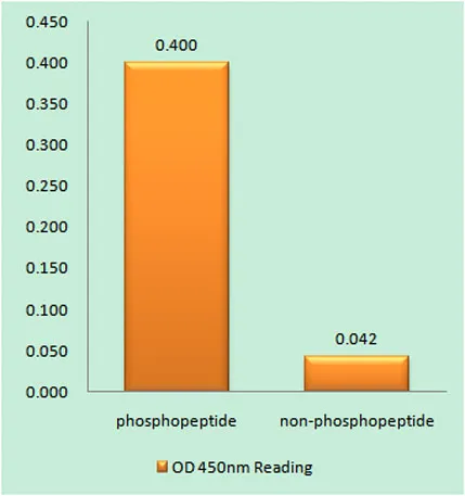 GluR-1 (phospho Ser849) rabbit pAb - image 1