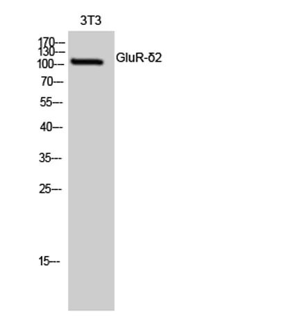 GluR-δ2 rabbit pAb - image 1
