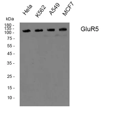GluR-5 rabbit pAb - image 1