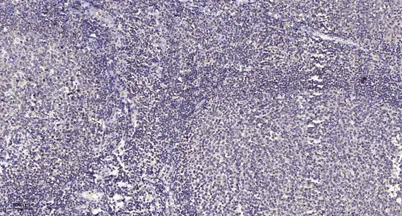 ACAD-9 rabbit pAb - image 1