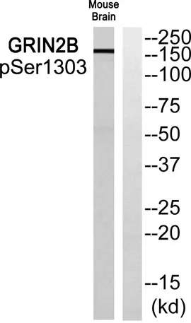 NMDAε2 (phospho Ser1303) rabbit pAb - image 1