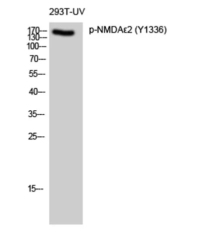 NMDAε2 (phospho Tyr1336) rabbit pAb - image 1