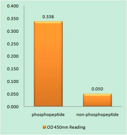 Rac GAP1 (phospho Ser387) rabbit pAb - image 1