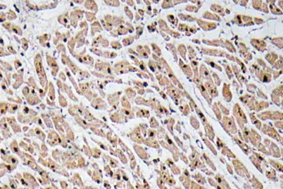 GROγ rabbit pAb - image 1