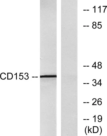 CD30-L rabbit pAb - image 1