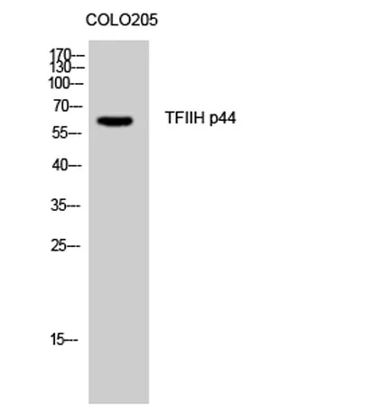 TFIIH p44 rabbit pAb - image 1