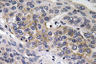 GCS-β-2 rabbit pAb - image 1