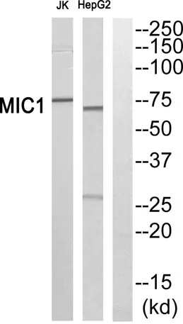 Mic-1 rabbit pAb - image 1