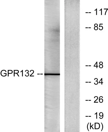 GPR132 rabbit pAb