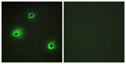 Granzyme H rabbit pAb - image 1