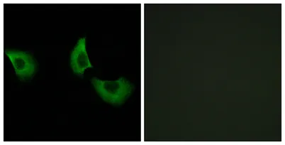 Fibulin-4 rabbit pAb - image 1