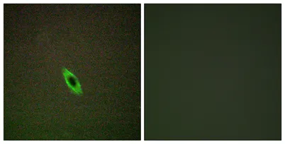 Granzyme A rabbit pAb - image 1