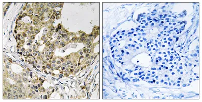Neurexophilin-1 rabbit pAb - image 1