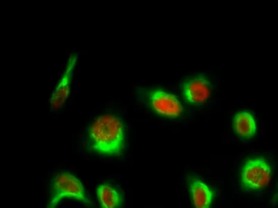 Histone H1 (phospho Thr17) rabbit pAb - image 1