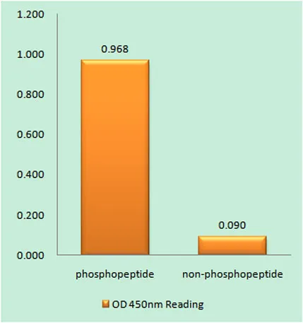 Histone H3.3 (phospho Ser31) rabbit pAb - image 1