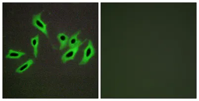 HC-II rabbit pAb - image 1