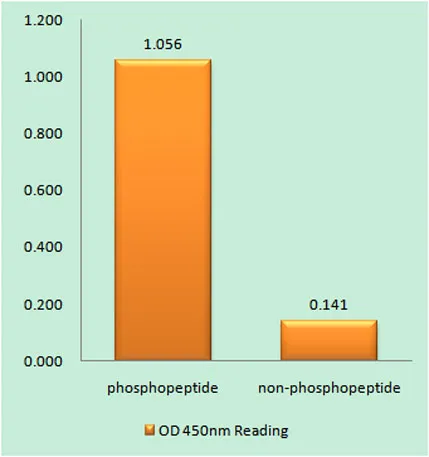 HDAC1 (phospho Ser421) rabbit pAb - image 1