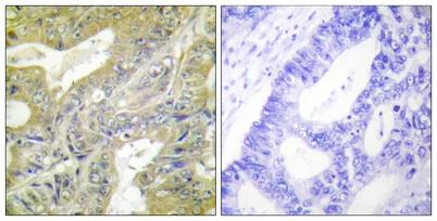 Hexb rabbit pAb - image 1