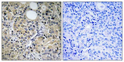 Hint1 rabbit pAb - image 1