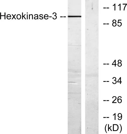 HXK III rabbit pAb