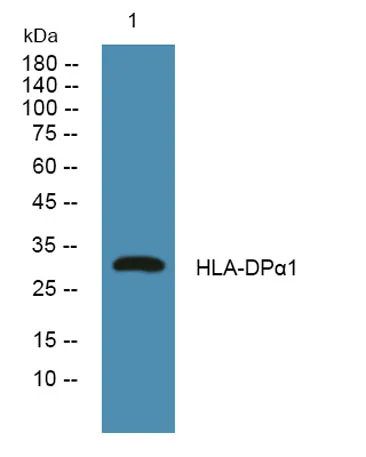 HLA-DPα1 rabbit pAb - image 1