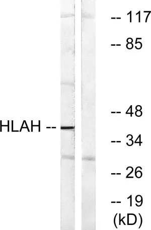 HLA-H rabbit pAb - image 1
