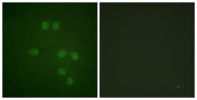 HMG-14 rabbit pAb - image 1