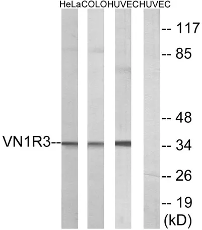 V1RL3 rabbit pAb