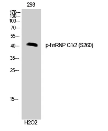 hnRNP C1/2 (phospho Ser260) rabbit pAb - image 1