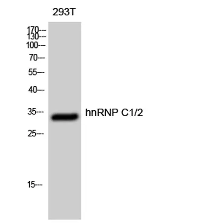 hnRNP C1/2 rabbit pAb - image 1