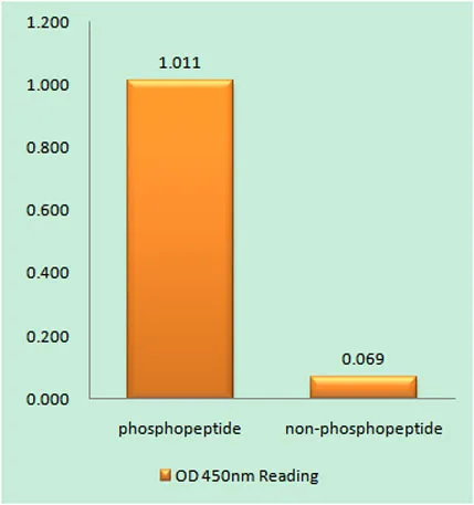 APC (phospho Ser2054) rabbit pAb - image 1
