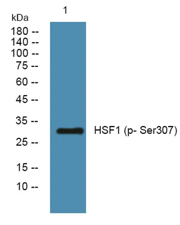HSF1 (phospho Ser307) rabbit pAb - image 1
