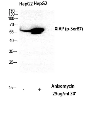 XIAP (phospho Ser87) rabbit pAb - image 1