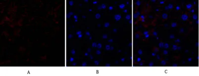 HSP27 rabbit pAb - image 1