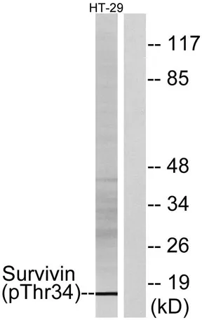 Survivin (phospho Thr34) rabbit pAb