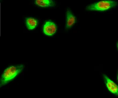 HSP90β (phospho Ser226) rabbit pAb - image 1