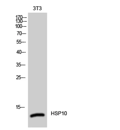 HSP10 rabbit pAb