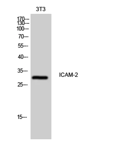 ICAM-2 rabbit pAb