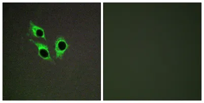 Anoctamin-9 rabbit pAb - image 1