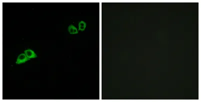 Olfactory receptor 2AT4 rabbit pAb