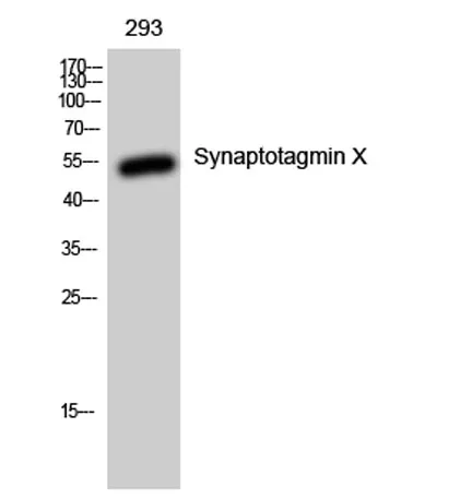 Synaptotagmin X rabbit pAb - image 1